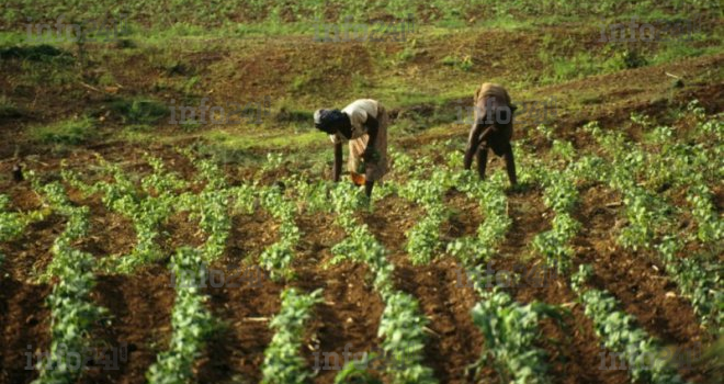 Les agriculteurs Africains paient injustement plus que ceux Européens... pour les mêmes engrais !