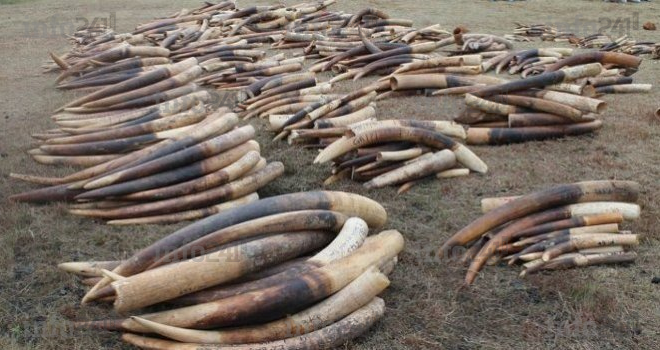 Conservation Justice&nbsp;: 13 ans de lutte contre le trafic de faune et l’exploitation forestière illégale au Gabon