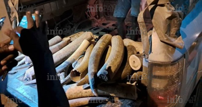Trafic international d’ivoire : Un braconnier récidiviste renvoyé devant la justice gabonaise le 27 juin