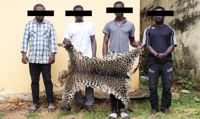 Lambaréné&nbsp;: 4 braconniers appréhendés avec 10 défenses d’ivoire et une peau de panthère