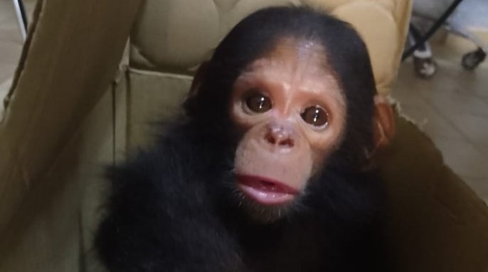 Un bébé chimpanzé sauvé des griffes de deux trafiquants d’espèces protégées à Port-Gentil