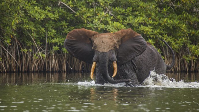 Projet Biodev 2030, le Gabon s’engage pour la préservation de l’environnement