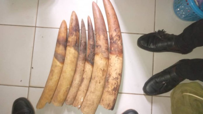  Oyem&nbsp;: 3 hommes épinglés avec six pointes d’ivoire devant la justice gabonaise ce vendredi