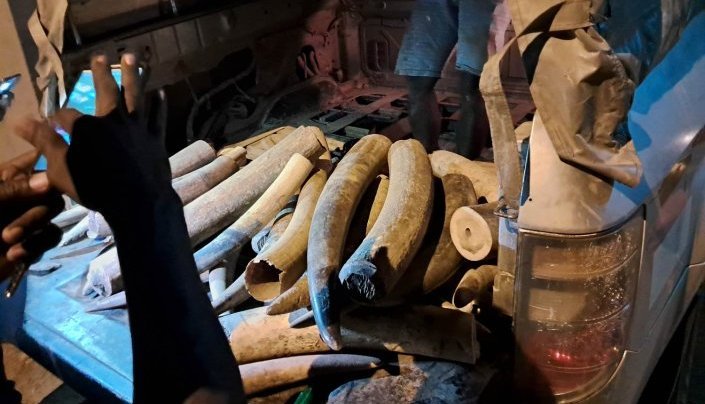 Trafic international d’ivoire&nbsp;: Un braconnier récidiviste renvoyé devant la justice gabonaise le 27 juin