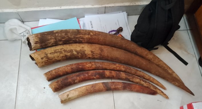 Trafic de faune à Port-Gentil&nbsp;: trois présumés braconniers arrêtés avec cinq pointes d’ivoire