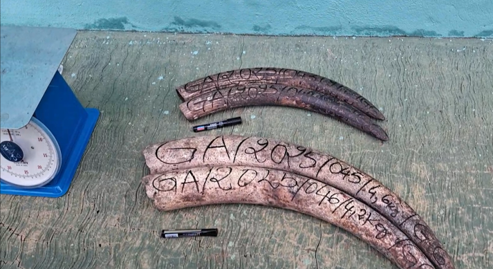 Gabon&nbsp;: Deux trafiquants d’ivoire arrêtés en flagrant délit à Makokou