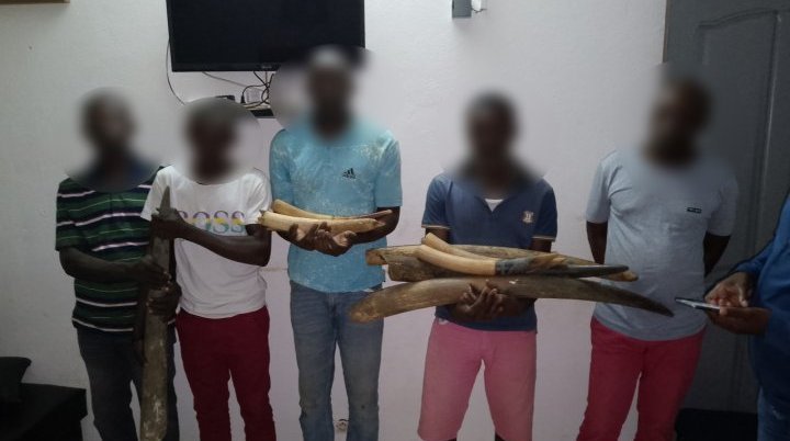 Kango&nbsp;: Cinq présumés braconniers gabonais interpelés avec 9 pointes d’ivoire