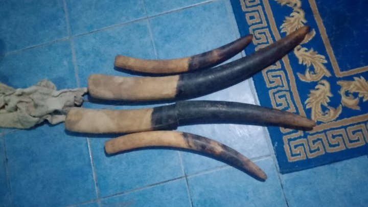 Braconnage&nbsp;: trois trafiquants interpellés à Kango avec des pointes d’ivoire et des armes de chasse